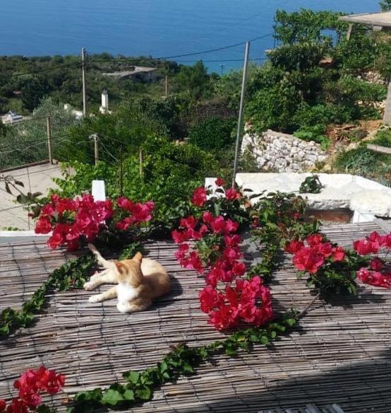Stefanel View-Frederika Villa Химар Екстериор снимка
